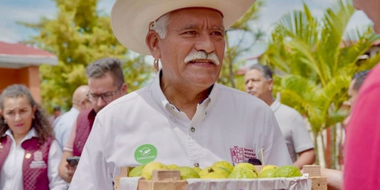 Michoacán, primer lugar nacional en producción de guayaba: Sader