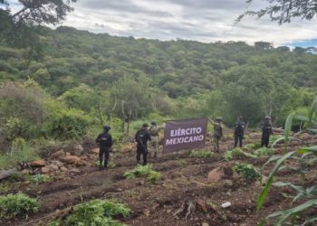 Aseguradas y destruidas 7 toneladas de marihuana en Turicato: SSP