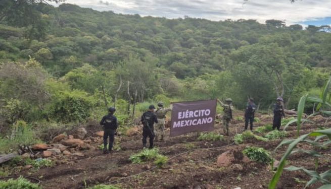 Aseguradas y destruidas 7 toneladas de marihuana en Turicato: SSP