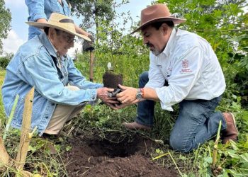 Producidos en vivero más de 400 árboles de zapote prieto para su preservación: Secma