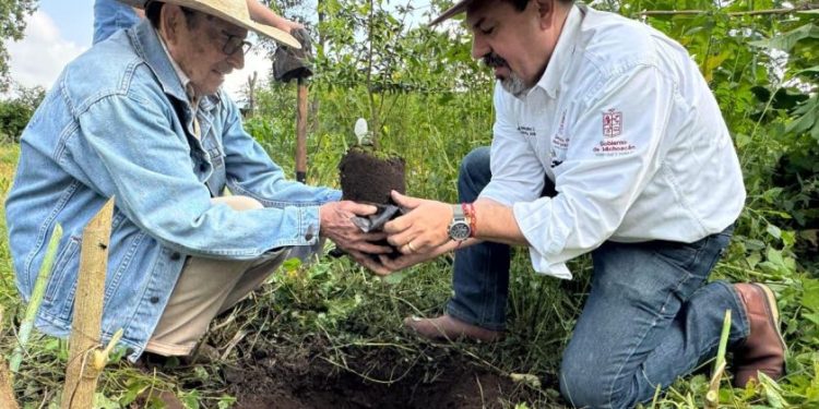 Producidos en vivero más de 400 árboles de zapote prieto para su preservación: Secma