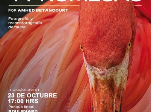 Invita SeCultura Morelia a exposición fotográfica ‘Mensajeros y promesas