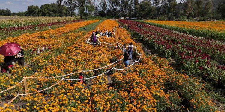 Miles de familias disfrutaron de la Fiesta de la Flor de Cempasúchil 2025 en Tarímbaro