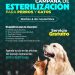 SSM llevará jornada gratuita de esterilización animal a la isla de Janitzio