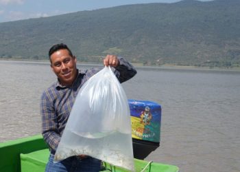 Más de 80 mil peces liberados en el lago de Pátzcuaro como parte del plan de conservación: Bedolla