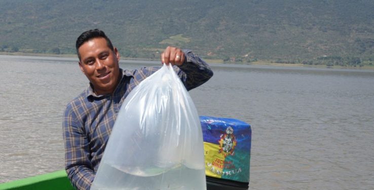 Más de 80 mil peces liberados en el lago de Pátzcuaro como parte del plan de conservación: Bedolla