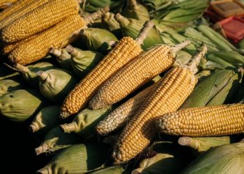 Michoacán publica mecánica operativa del apoyo complementario al precio del maíz