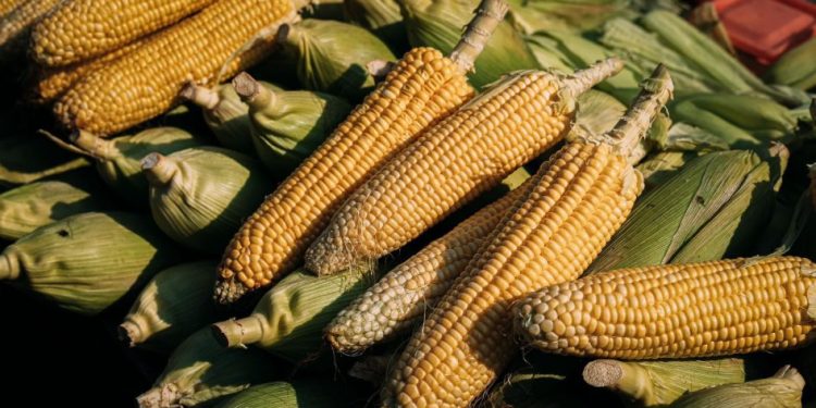 Michoacán publica mecánica operativa del apoyo complementario al precio del maíz