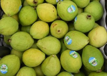 Guayaba y jamaica, orgullos michoacanos con alto valor económico y distintivo de origen: Sedeco