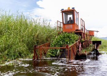 Inicia programa para rehabilitar más de 60 hectáreas del lago de Cuitzeo: Compesca
