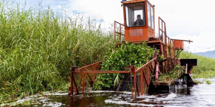 Inicia programa para rehabilitar más de 60 hectáreas del lago de Cuitzeo: Compesca