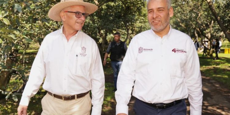 Busca Bedolla proteger y distinguir aguacate michoacano con Indicación Geográfica