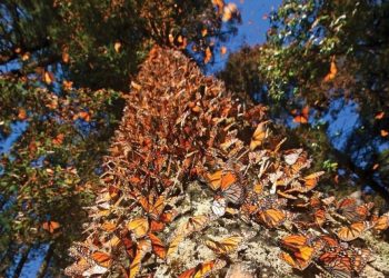 Llegó la primera Mariposa Monarca con transmisor satelital a Michoacán: Sectur