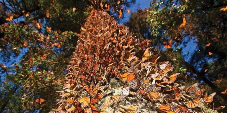 Llegó la primera Mariposa Monarca con transmisor satelital a Michoacán: Sectur