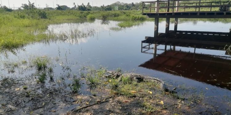 En Brasil, Secma presenta proyecto de cocodrilario ecoturístico en Lázaro Cárdenas