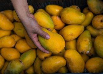 Más de 10 mil productores agropecuarios beneficiados con Plan Michoacán: Sader