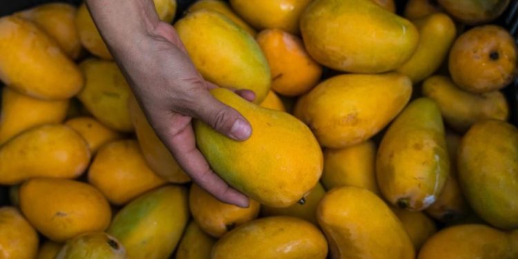 Más de 10 mil productores agropecuarios beneficiados con Plan Michoacán: Sader