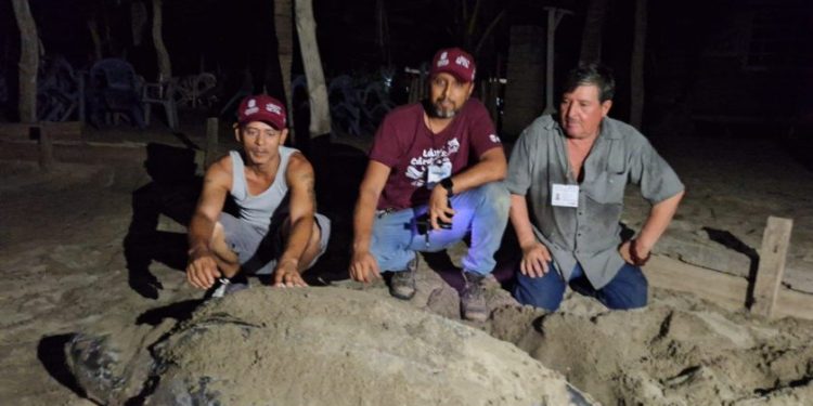 Llegan primeras tortugas laúd a la costa de Michoacán: Compesca