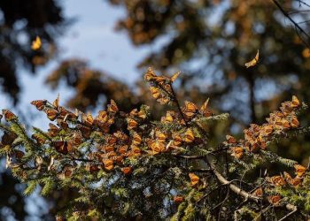 Inicia FGE Carpeta de Investigación por accidente en la carretera Morelia–Pátzcuaro; 7 personas fallecieron y 19 más resultaron lesionadas