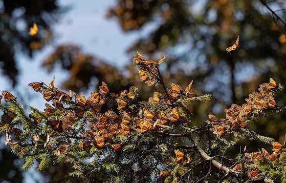 Inicia FGE Carpeta de Investigación por accidente en la carretera Morelia–Pátzcuaro; 7 personas fallecieron y 19 más resultaron lesionadas