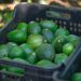 Costco EUA se suma a la venta de aguacate libre de deforestación: Secma