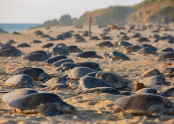 Playas michoacanas, el destino ideal para cerrar el año: Sectur