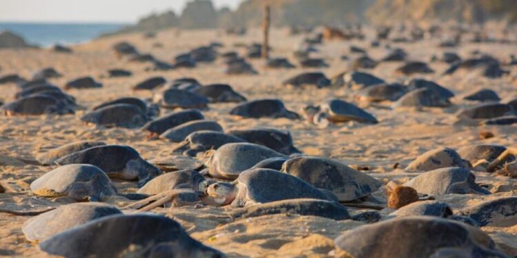 Playas michoacanas, el destino ideal para cerrar el año: Sectur