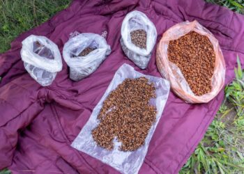 Bosques se fortalecieron con 360 mil semillas dispersadas vía dron en reforestación 2025: Cofo