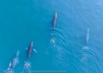 Regresan las ballenas jorobadas al Pacífico michoacano: Compesca