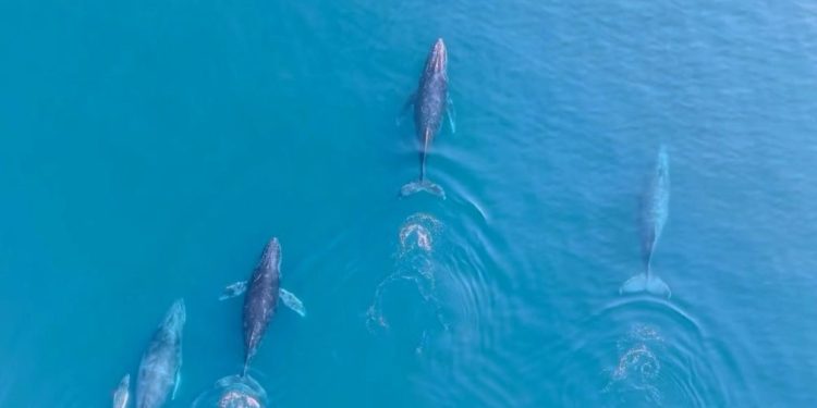 Regresan las ballenas jorobadas al Pacífico michoacano: Compesca