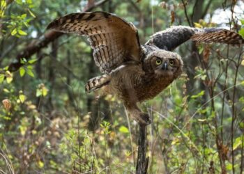 El uso de pólvora afecta a fauna silvestre y doméstica: Secma