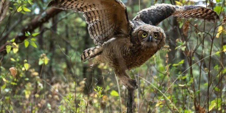 El uso de pólvora afecta a fauna silvestre y doméstica: Secma