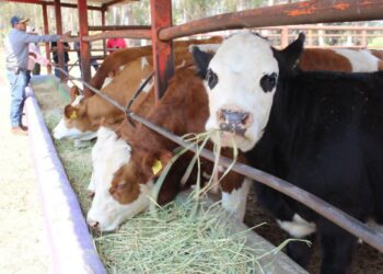 La Saderm arranca programa gratuito de mejoramiento genético en ganado
