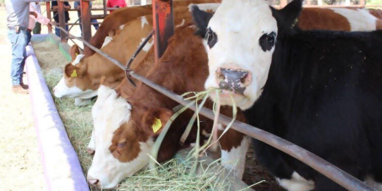 La Saderm arranca programa gratuito de mejoramiento genético en ganado