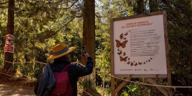 Enero y febrero, los mejores meses para vivir la magia de la Monarca en Michoacán: Sectur