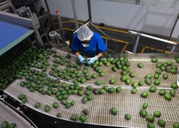 Con Guardián Forestal, suman mil predios denunciados por deforestación en Michoacán: Secma