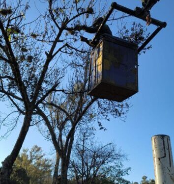Permanentes, acciones de poda sanitaria en Morelia