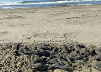 Sé testigo del primer latido del mar; vive la liberación de tortugas en las costas michoacanas