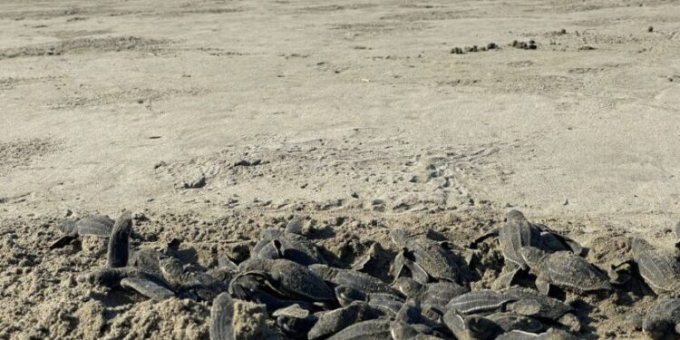 Sé testigo del primer latido del mar; vive la liberación de tortugas en las costas michoacanas