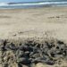 Sé testigo del primer latido del mar; vive la liberación de tortugas en las costas michoacanas