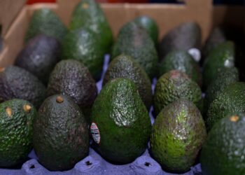 ProForest garantiza que el aguacate que llega a las mesas está libre de deforestación