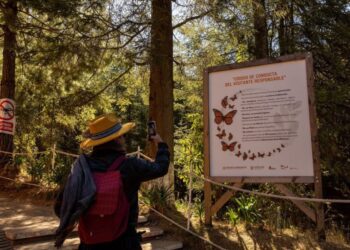 ¡Que no se te pase la temporada! Vive hoy la magia de la Mariposa Monarca: Sectur