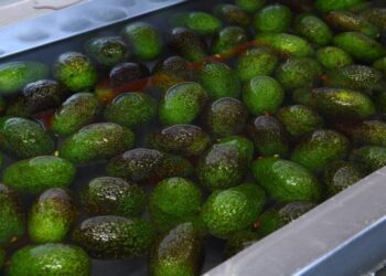 Michoacán va por la protección total de su aguacate: Sedeco