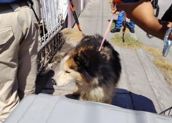 Tras cateo en Tarímbaro, FGE asegura ejemplar canino por maltrato animal