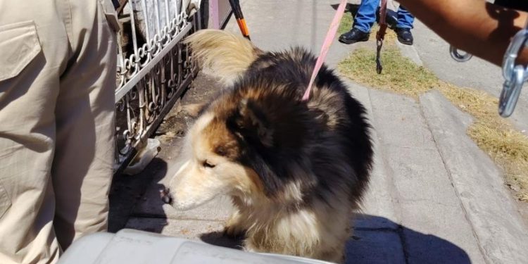 Tras cateo en Tarímbaro, FGE asegura ejemplar canino por maltrato animal
