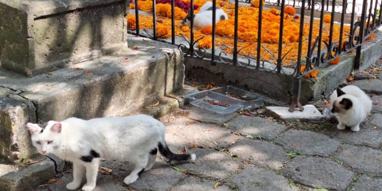 Se brinda cuidado y protección a gatos del Panteón de Morelia: Minerva Bautista