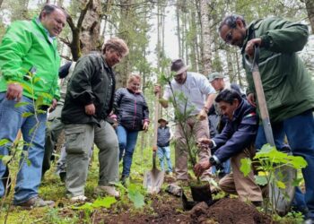 Michoacán alcanza cifra récord de 3.3 millones de árboles plantados en la Reserva de la Monarca