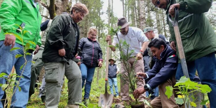 Michoacán alcanza cifra récord de 3.3 millones de árboles plantados en la Reserva de la Monarca