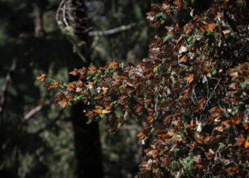 Bedolla celebra incremento del 64% en la migración de la Mariposa Monarca