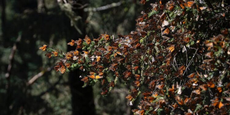 Bedolla celebra incremento del 64% en la migración de la Mariposa Monarca
